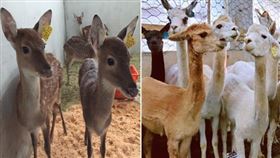 好療癒！超萌小鹿首曝光、動手餵羊駝