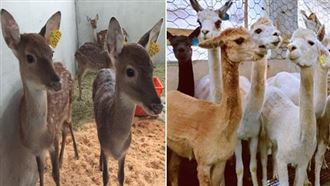 好療癒！超萌小鹿、羊駝現身埔心牧場