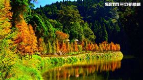 奧萬大　杉林溪　賞楓