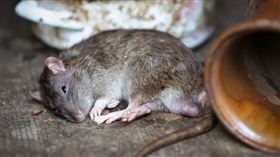 網傳北京新增鼠疫病例。（圖／翻攝自PIXABAY）