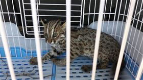 苗栗縣,小石虎,又傳路殺,今年第22隻,喪命(圖/苗栗縣政府農業處提供)中央社