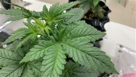刑事局,大麻,毒品危害防制條例,新北。呂品逸攝