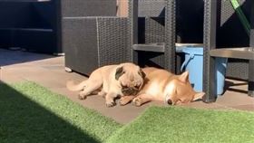 萌巴哥躺柴犬枕頭　網融化：太可愛啦　（圖／翻攝自推特）