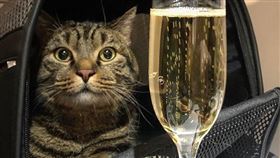 許多主人在出國時，因為不想和自己心愛的寵物分離，所以帶毛還一同坐飛機，只不過關於寵物登機有許多相關規定。日前有名俄羅斯男子加林（Mikhail Galin），因為不想把自己的愛貓放進貨櫃裡，於是借用別人的貓來秤重，以躲避航班中寵物超過8公斤不能登機的規定，他最終偷天換日成功，還在社群網站上分享自己與愛貓同看夜景的照片！（圖／翻攝自mikhail_galin IG）