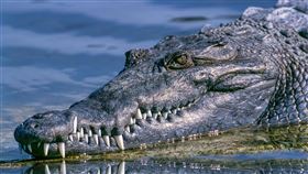 毒品沖馬桶…野生動物被迫喝毒水　河川現嗑藥「冰毒鱷魚」（圖／翻攝自pixabay）