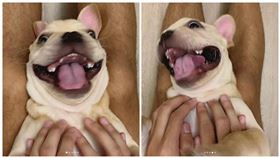 法鬥肉棕,翻攝自IG：zongsfarm 授權提供