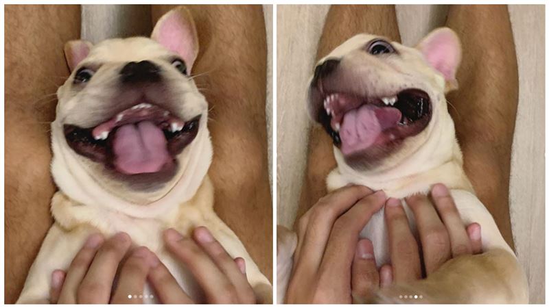 笑翻！撫摸「敏感帶」法鬥表情超級爽