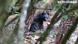 人熊鬥智！《黑熊來了》他竟遇熊吉拉