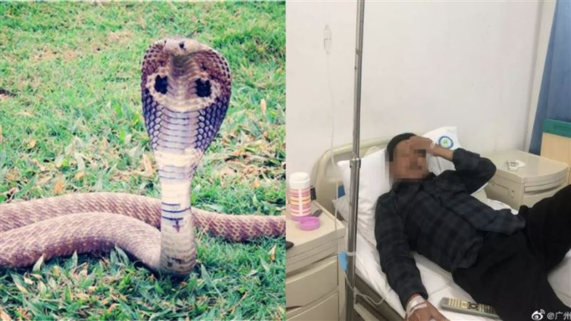 將眼鏡蛇分屍！蛇突睜眼…液體射他臉