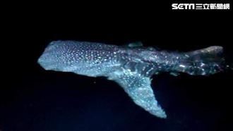30年頭一遭！漁民喜遇鯨鯊「伴游」