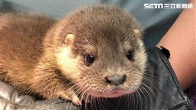 台北市立動物園提供