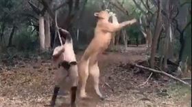 巨大逗貓棒！兇猛母獅「嗨」翻狂跳躍（圖／翻攝自推特）