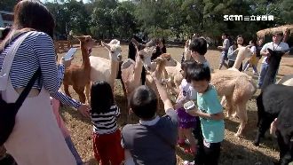 埔心牧場新嬌客！梅花鹿見面會超吸睛