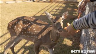 埔心牧場有奶爸！奶瓶餵養梅花鹿長大