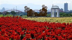 古亭花海。（圖／北市府提供）