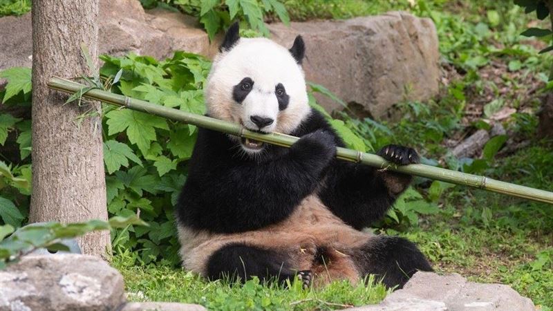 貓熊貝貝將回中國　美飼養員不捨噴淚