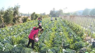 高麗菜4顆百元嫌貴摔地！青農哽咽了