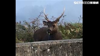 合歡山有吉祥物！巨型動物現身撩人