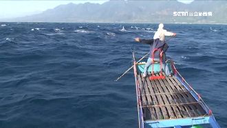 乘風破浪鏢旗魚！最大尾達258公斤