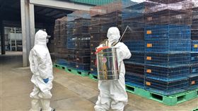 桃園屠宰場發現染禽流感屠體　場區加強防疫消毒桃園一處家禽屠宰場日前發現土雞屠體異常，經檢驗後確診H5N2亞型高病原性禽流感，除將凍存土雞屠體廢棄外，市府也立即啟動防疫處置，進行場區清潔及消毒作業，同時加強半徑3公里內養禽場臨床訪視。（桃園市政府動物保護處提供）中央社記者吳睿騏桃園傳真  108年10月21日