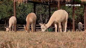 大眼狂放電　牧場新成員梅花鹿引圍觀