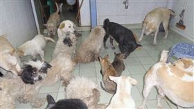 泰國,流浪狗,流浪貓,賣腎,領養（圖／翻攝自ปรีชา ขวัญมงคล臉書）