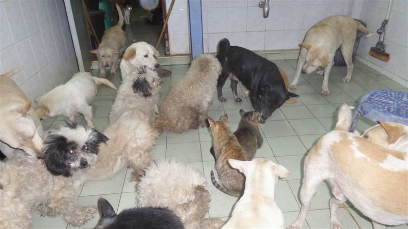 收養1百隻浪浪！失業男賣腎籌飼料費