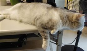 貓,養貓,寵物,PTT（圖／翻攝自PTT）