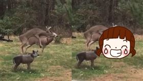 鹿,Gwarectwo Myśliwych,交配,啪啪,性愛,動物,裝飾,雕像,嚇傻, 圖／翻攝自Gwarectwo Myśliwych臉書