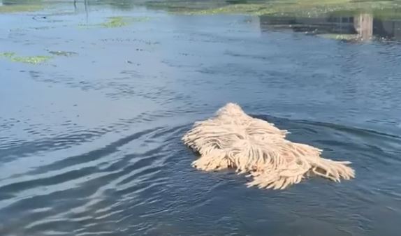 破布在河中漂？細看驚見「牠」在游泳