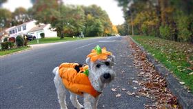 名家／愛你寵物網（勿用）
