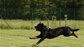 名家/愛你寵物網（勿用）