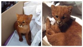 阿根廷,小貓,細腰貓,美洲獅,山洞（圖／翻攝自FARA Fundacion Argentina de Rescate Animal臉書）