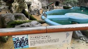 日本,動物園,夜鷺,企鵝