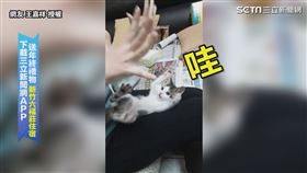 ▲幼貓「冰淇淋」使出「無敵小喵拳」（圖／網友 王嘉祥 授權）