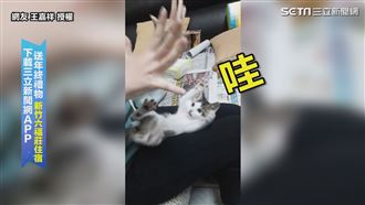 喵星人PK鏟屎官！使出無敵小喵拳