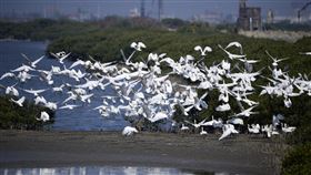 台南七股頂山賞鳥亭　黑面琵鷺達621隻創紀錄台南市生態保育學會18日針對七股頂山賞鳥亭地區進行調查，發現黑面琵鷺數量高達621隻，為當地記錄到黑琵棲息數量最多的一次。（台南市生態保育學會副總幹事黃永豐提供）中央社記者楊思瑞台南傳真  108年11月18日