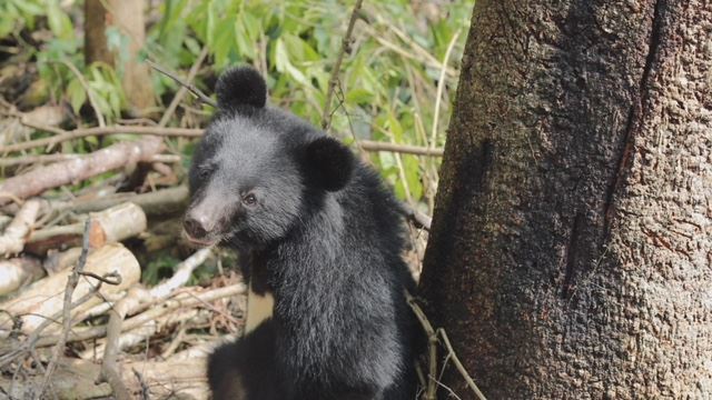 力挺多年好友！不老唱將「為熊」獻聲