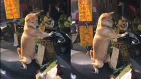 柴犬,菜市場,機車,顧車(爆廢公社)