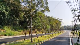 台13甲造橋段截彎取直　舊路段打造綠廊道苗栗縣台13甲線造橋路段另闢替代道路截彎取直後，鄉公所爭取經費將原舊路段打造成綠色生態廊道，盼吸引遊客、鐵馬族造訪。（苗栗縣政府提供）中央社記者管瑞平傳真　108年11月18日