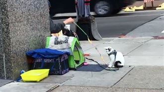 街友討的錢全餵病貓　超暖行為獲工作