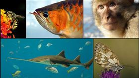 吃自己的生物。（圖／翻攝自維基百科）