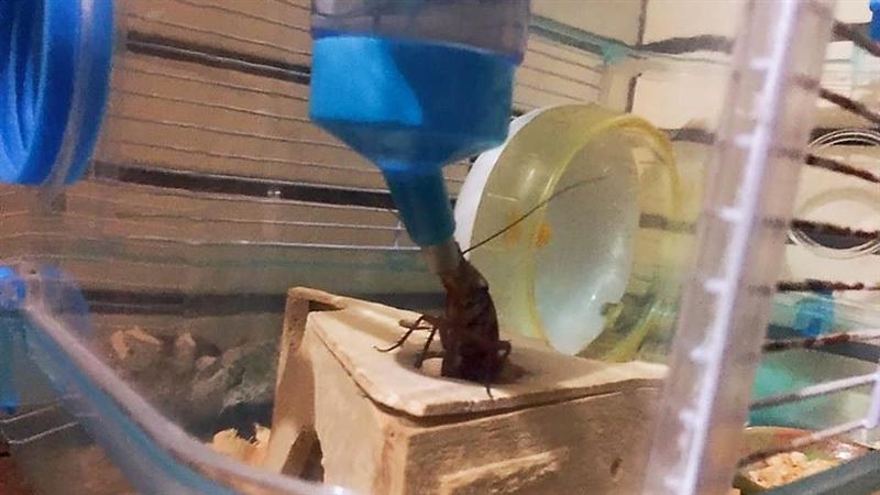 寵物鼠在喝水！她走近傻眼：你哪位