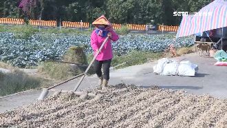 花生價創十年新高！農民夫妻守田防竊