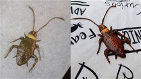 祭壁虎後兒再點餐！超狂媽做「蟑螂餅乾」逼真程度千網嚇傻（圖／翻攝自爆廢公社）