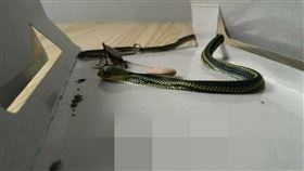住4樓抓到3條蛇！他嚇傻「我家風水好？」　網驚：發大財 爆怨公社臉書