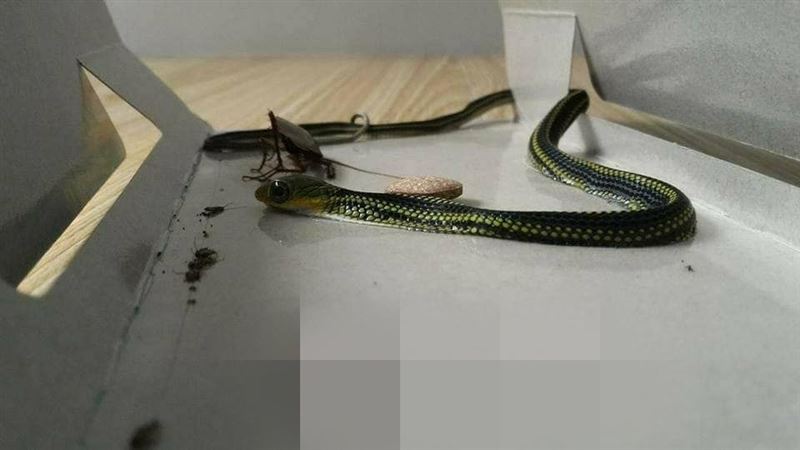 住4樓抓到3條蛇嚇傻！網驚：發大財