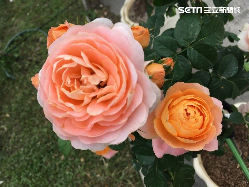 台北秋季玫瑰展　浪漫賞花不可錯過