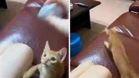 貓,橘貓,你丟我撿,紙球,（圖／劉育瑄授權提供）