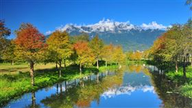 ▲落羽松（圖／理想大地渡假飯店提供）